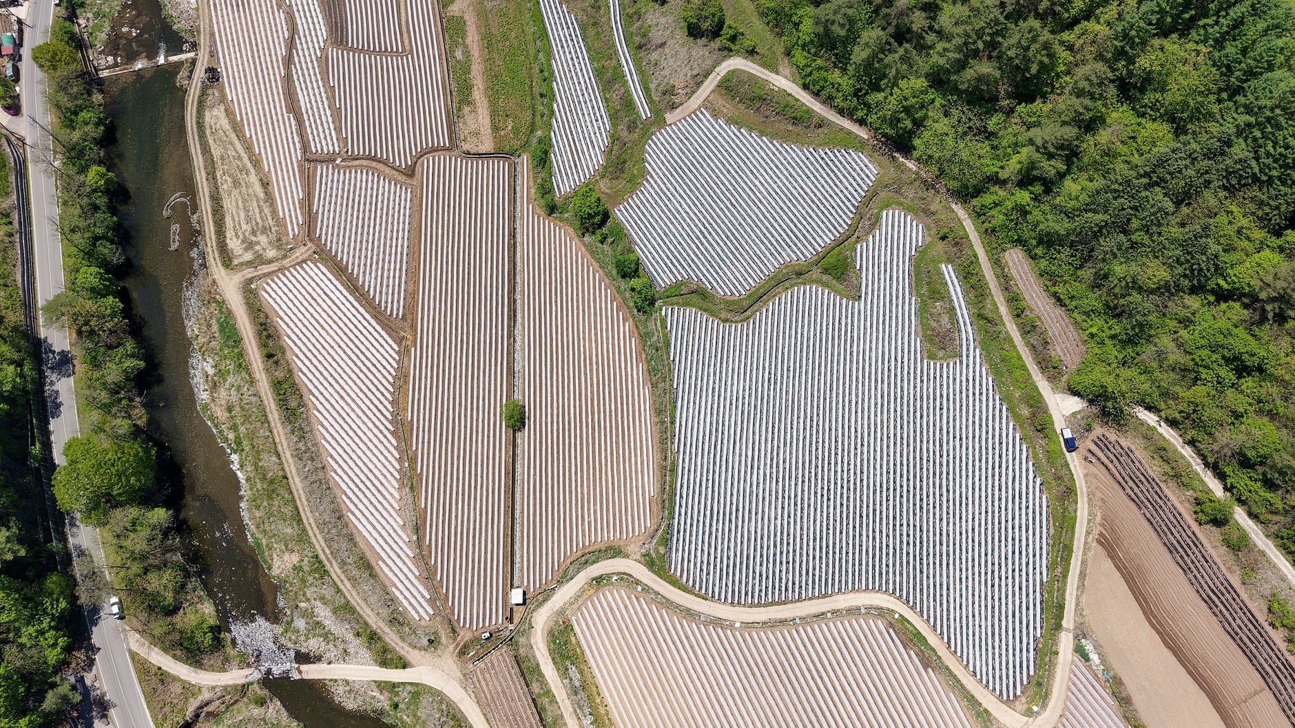 Aerial view of organized rice fields adjacent to a river with lush greenery.