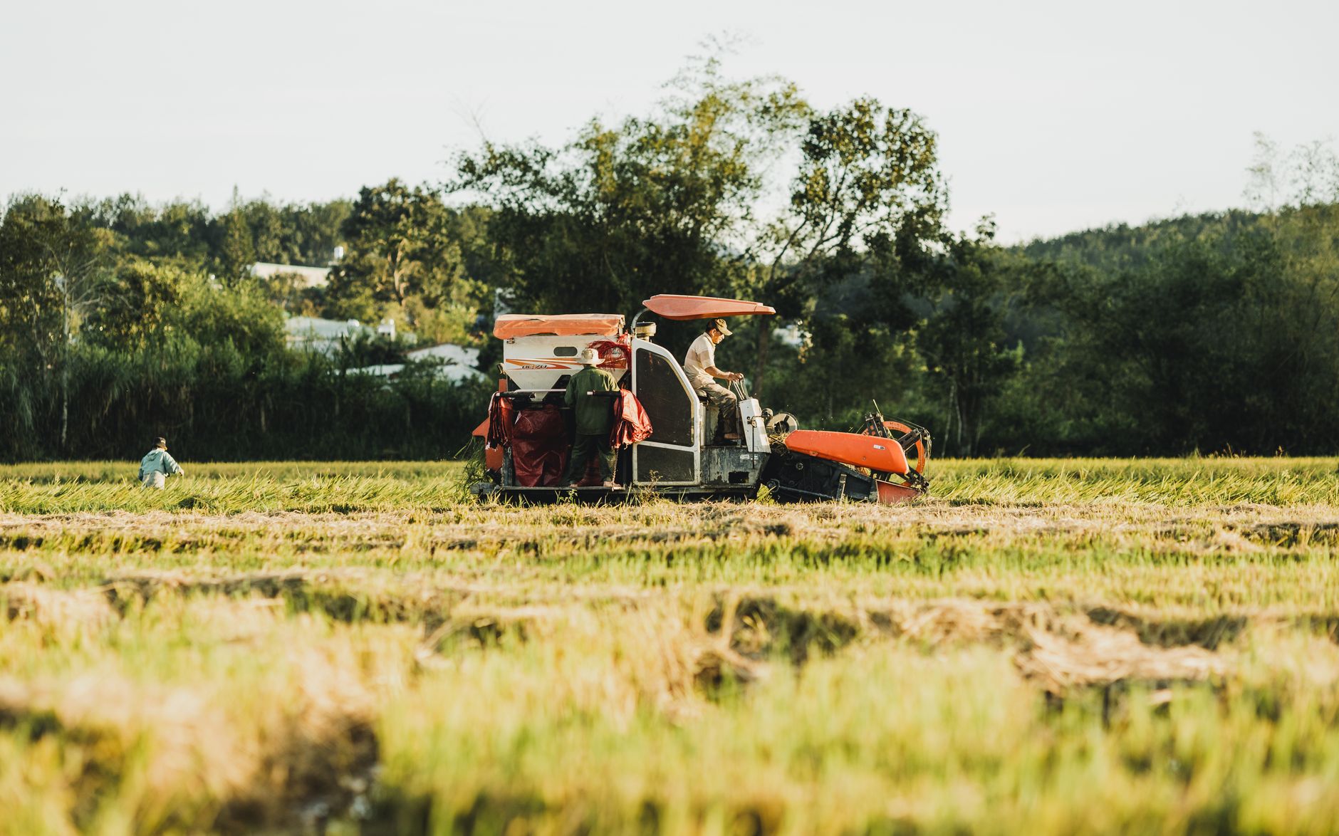 Preço do Arroz Hoje — Cotação da Saca Atualizada