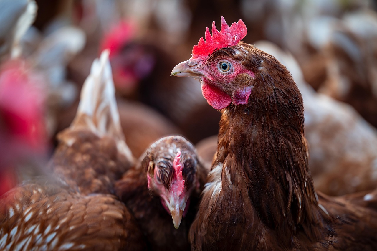 birds, chickens, poultry, farm yard, nature, chicken coop, animals, plumage, agriculture, cute, cattle, close up, free range
