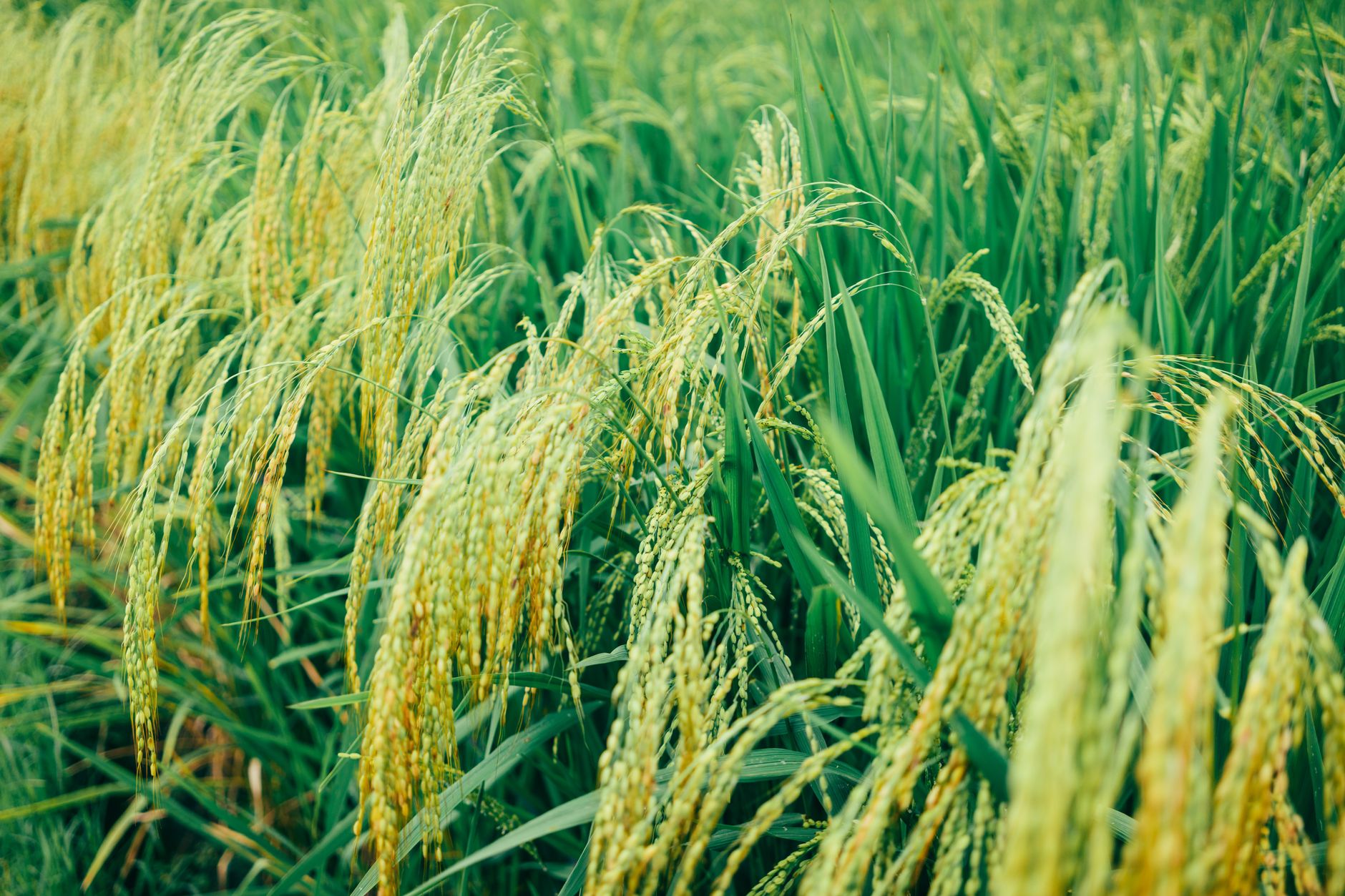 Preço do Arroz Hoje — Cotação da Saca Atualizada | EBarn