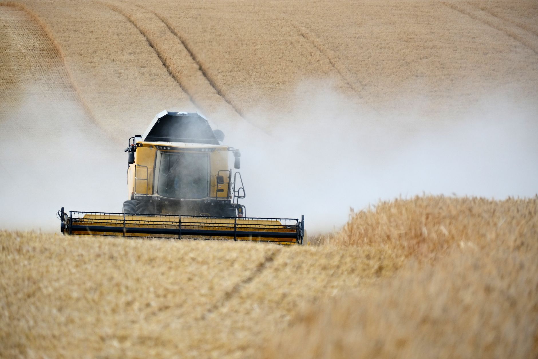 Dusty wheat field with a combine harvester actively harvesting on a sunny day.