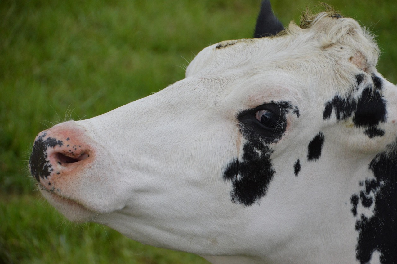 cow, mammal, farm, breeding, rural, agriculture, field, head, portrait, pre