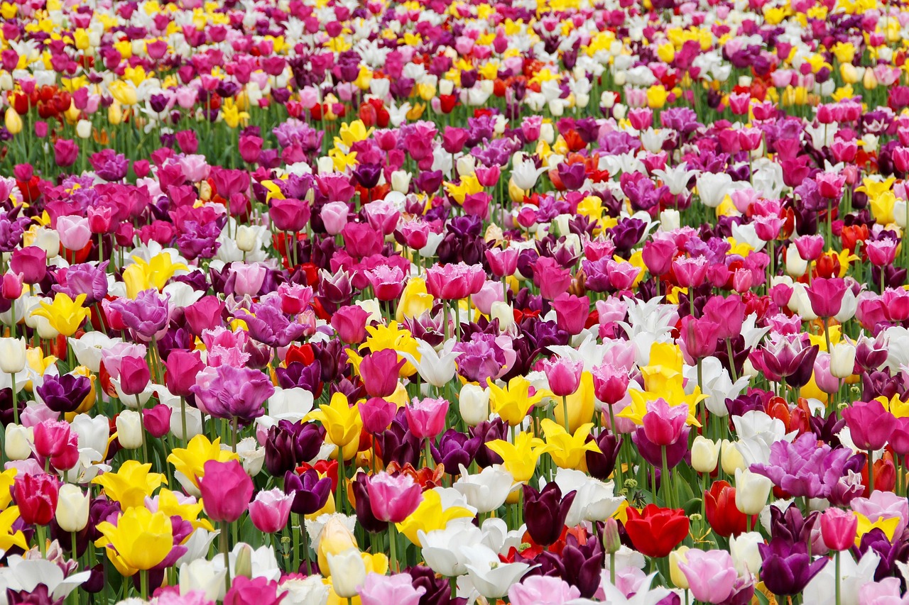 tulips, flowers, field, tulip farm, tulip field, colorful, beautiful flowers, colorful flowers, garden, tulip garden, flower garden, bloom, blossom, flora, floriculture, horticulture, botany, nature, plants, tulpenbluete, flower background, flower wallpaper, field of flowers, holland