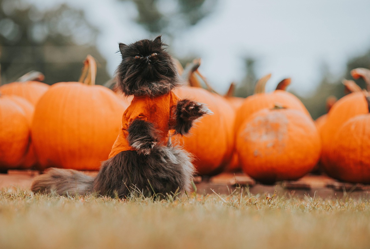halloween, black cat, autumn, cat, cat tricks, pumpkin, nature, october, seasonal, fall, feline, pet, animal, animal costume, cute, pumpkin patch