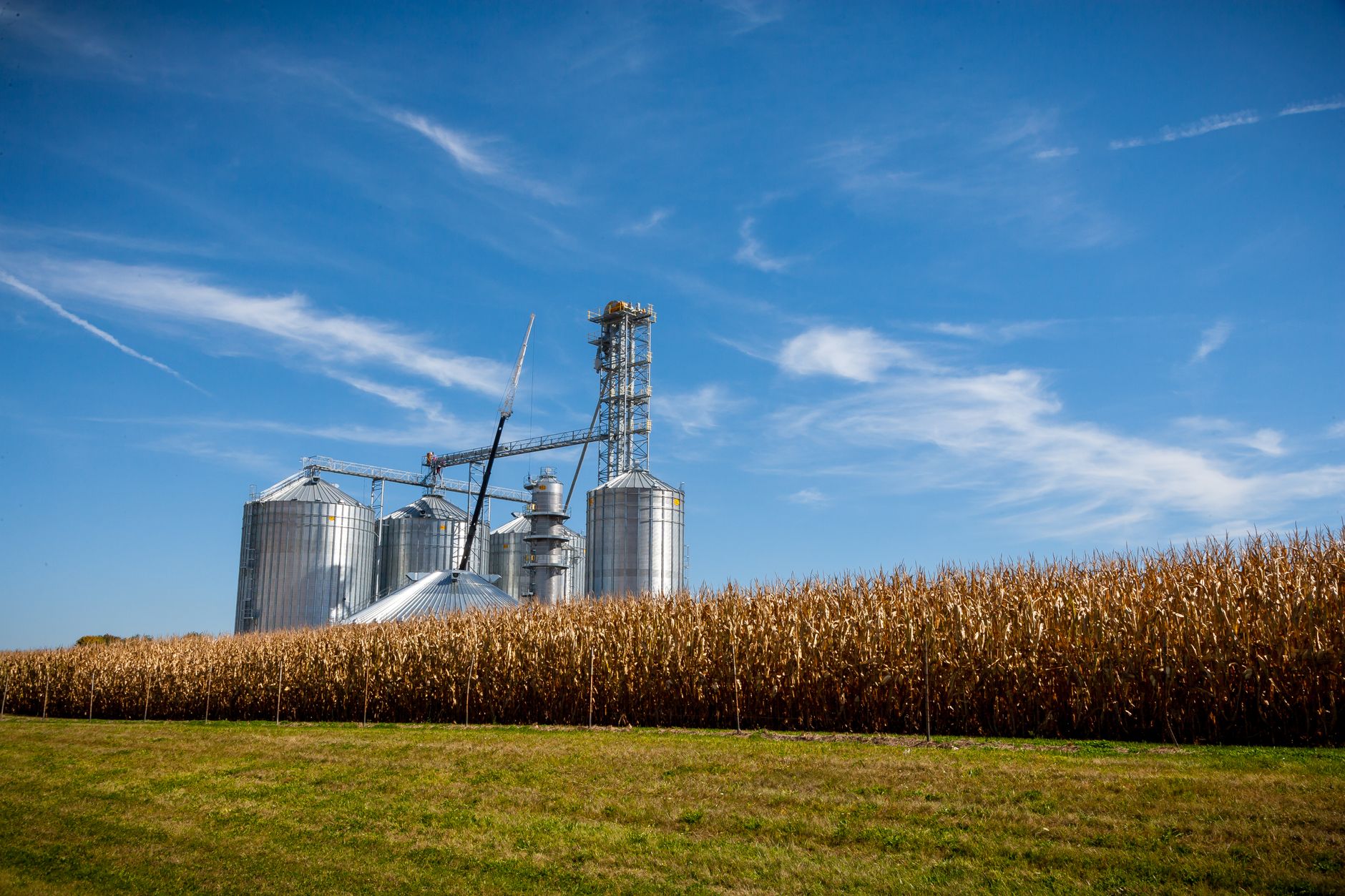 A farm with modern grain silos next to a ripe cornfield under a clear blue sky.