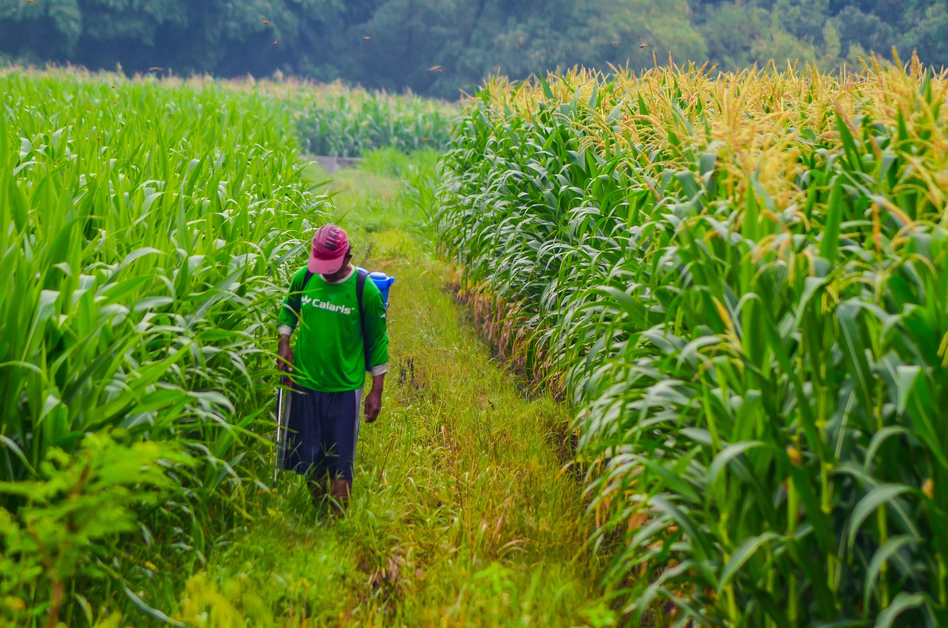 A farmer works in a lush green cornfield, depicting rural agriculture and summer growth.