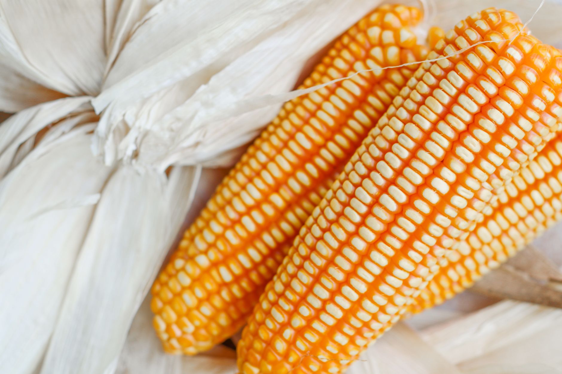 Detailed close-up of vibrant yellow corn cobs with husks, showcasing natural texture.