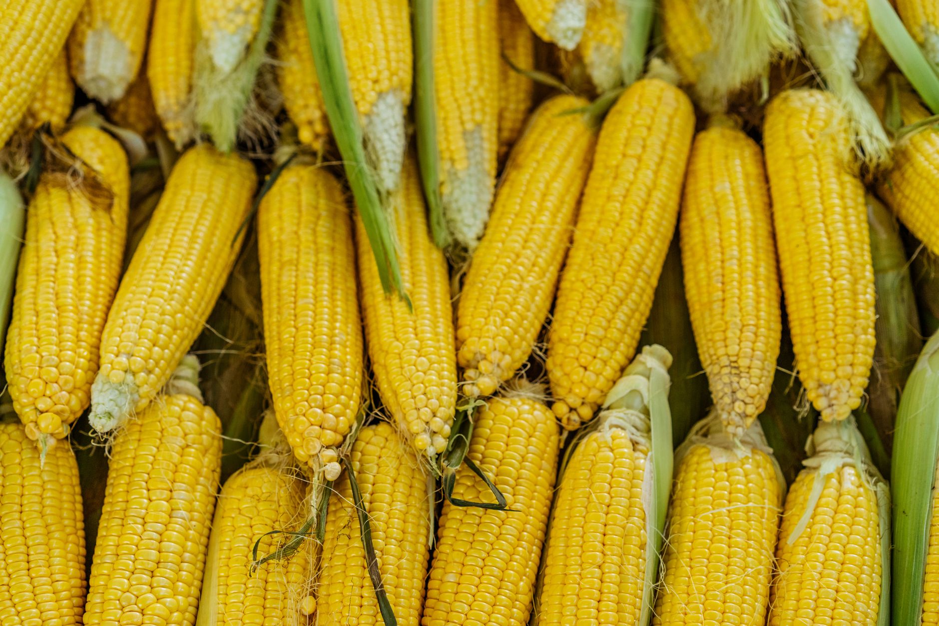 A close-up of fresh yellow corncobs piled together, showcasing agricultural abundance.