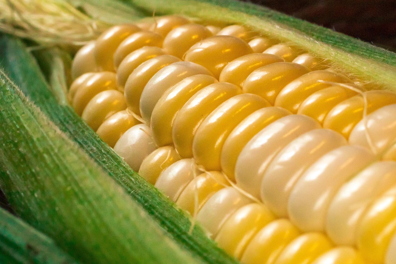 corn, vegetables, grains, plants, harvest, cereals, agriculture, farm, health, nature, food, corn, corn, corn, corn, corn