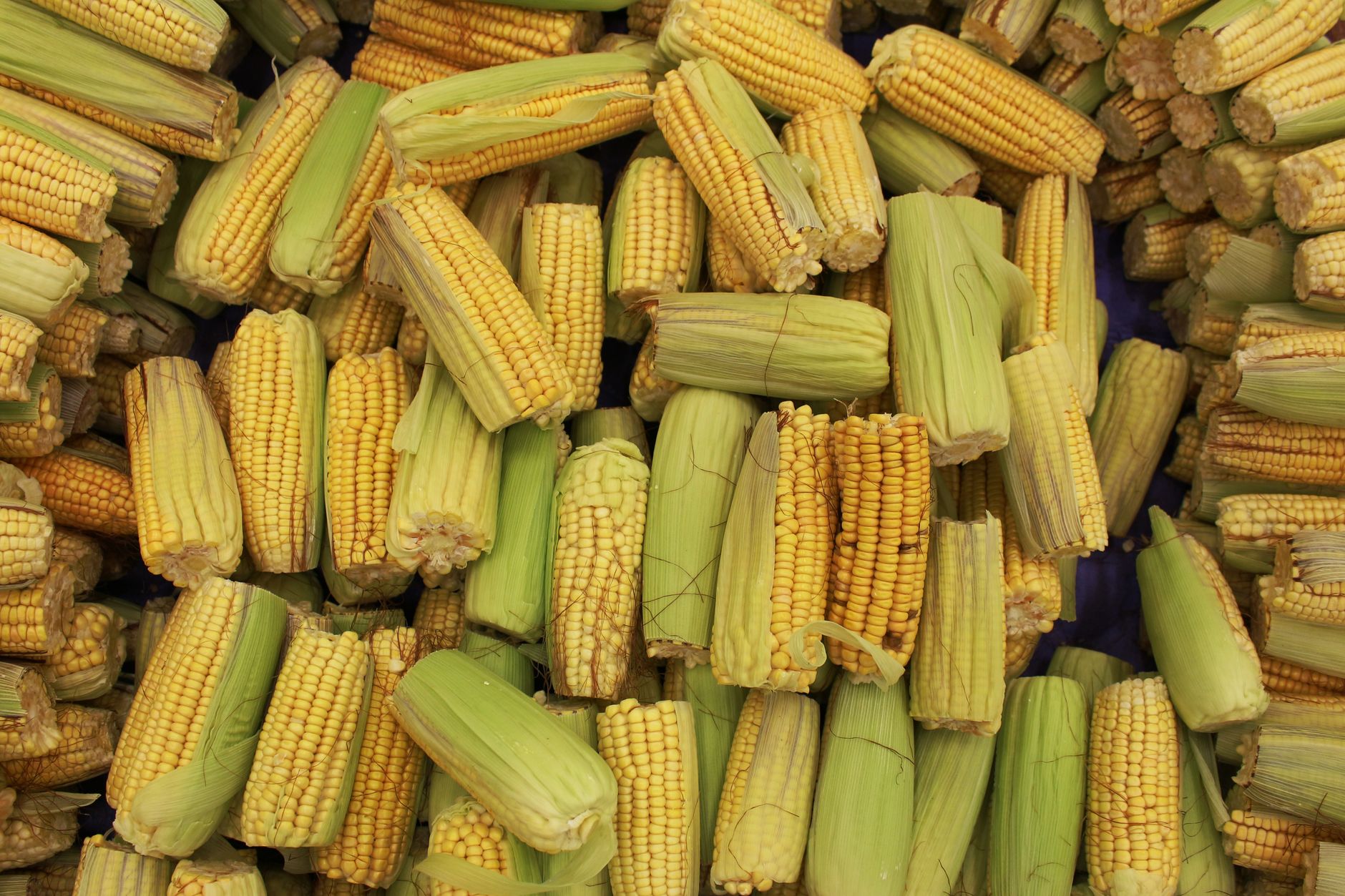 Close-up view of a large pile of fresh yellow corn cobs with green husks, showcasing agricultural abundance.