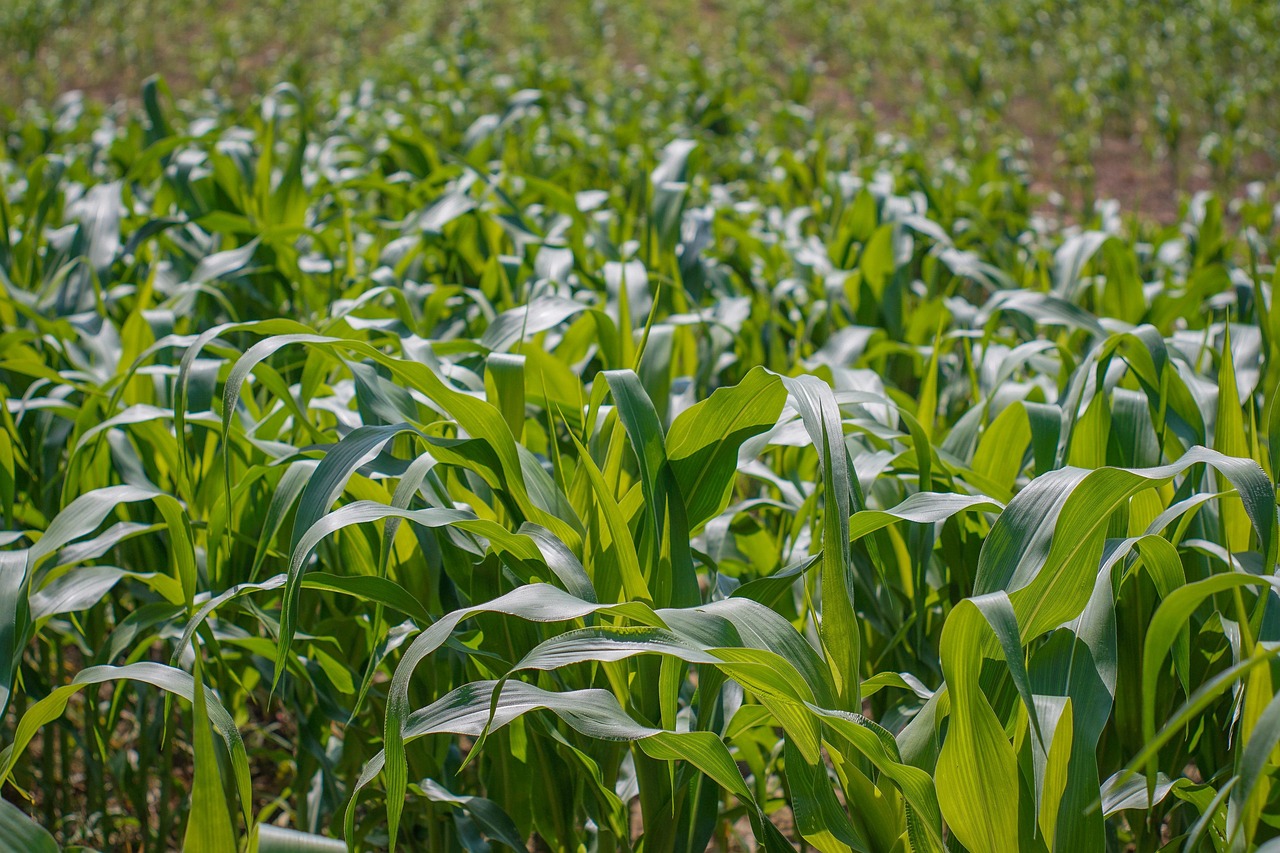 a field of corn, corn, leaves, green, agriculture, farm, growing corn, plant, summer, nature, corn, corn, corn, corn, corn