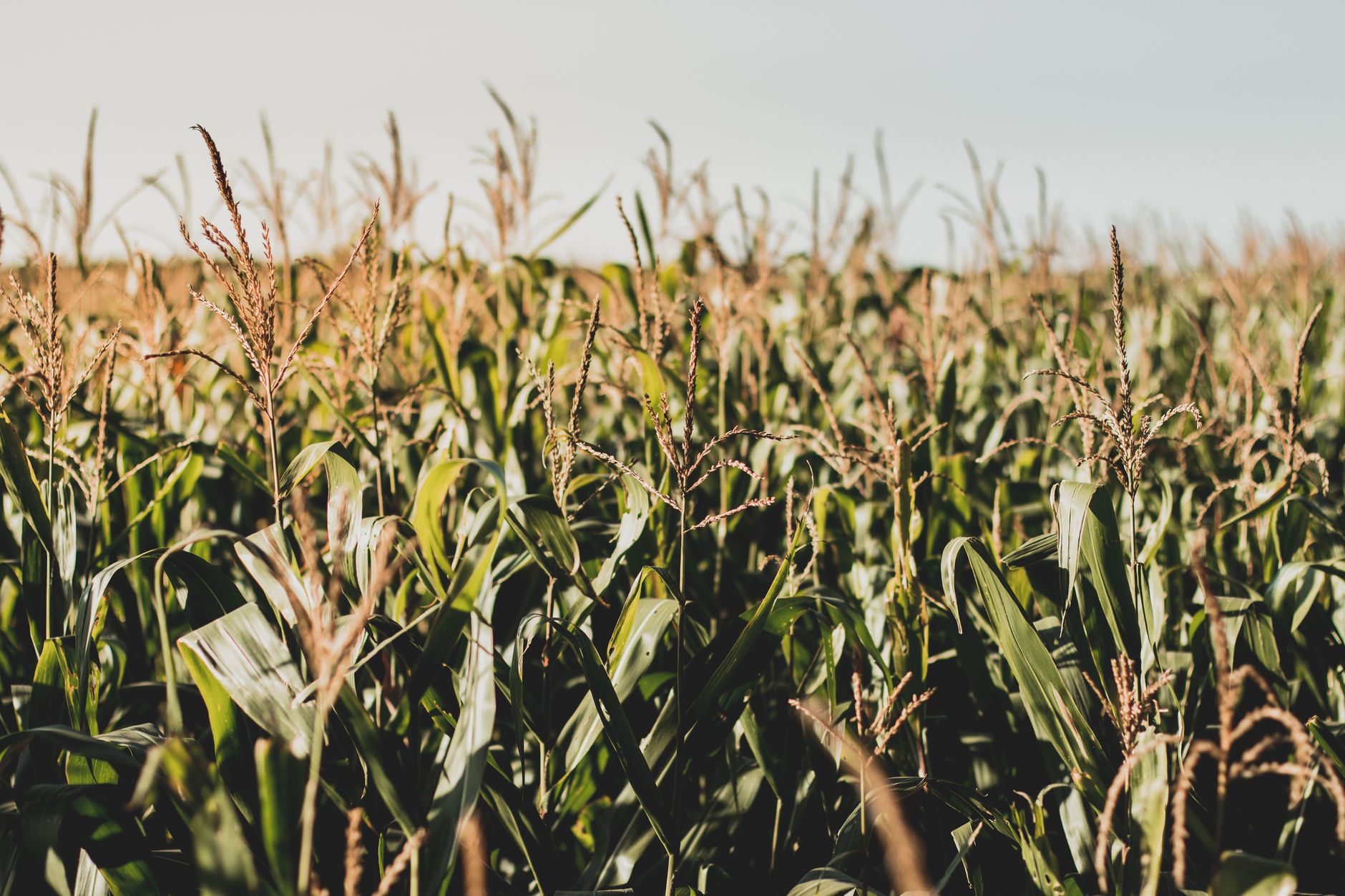 Vibrant cornfield in Brazil showcasing lush growth under daylight, ideal for agricultural and countryside themes.