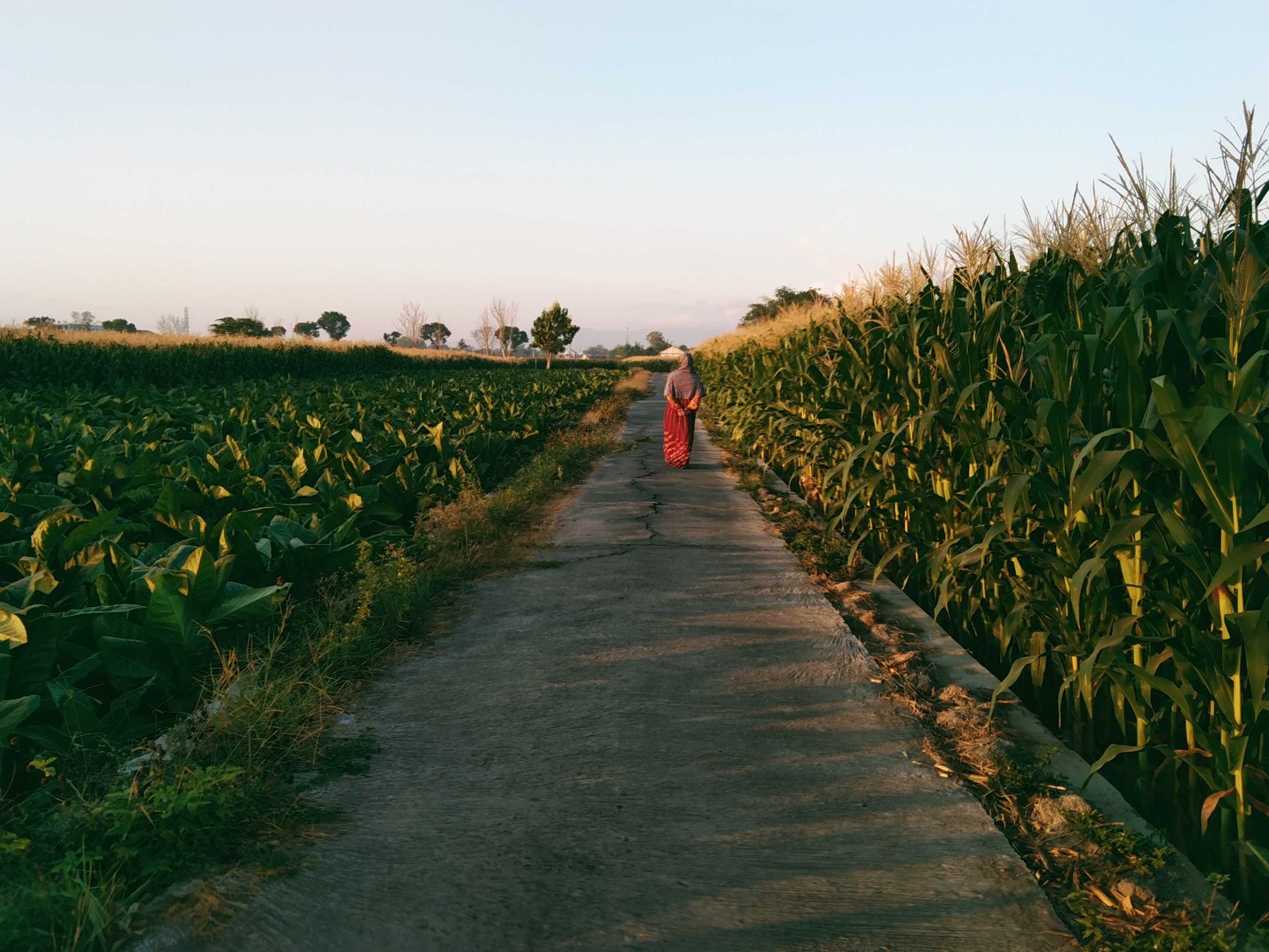 A person walks along a tranquil path bordered by lush cornfields in Central Java, Indonesia.