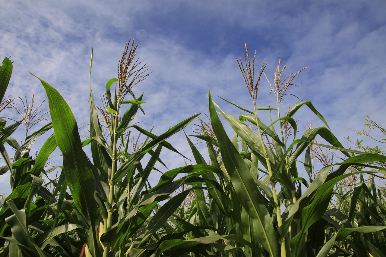 corn, farm, nature, agriculture, clouds, field, blue farm