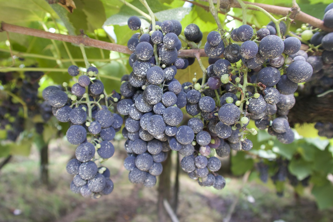grapes, vineyard, winery, sheets, vine, vinhal, farm, plantation, foliage, rio grande do sul, bento gonçalves, resort, wines, brazil, uva