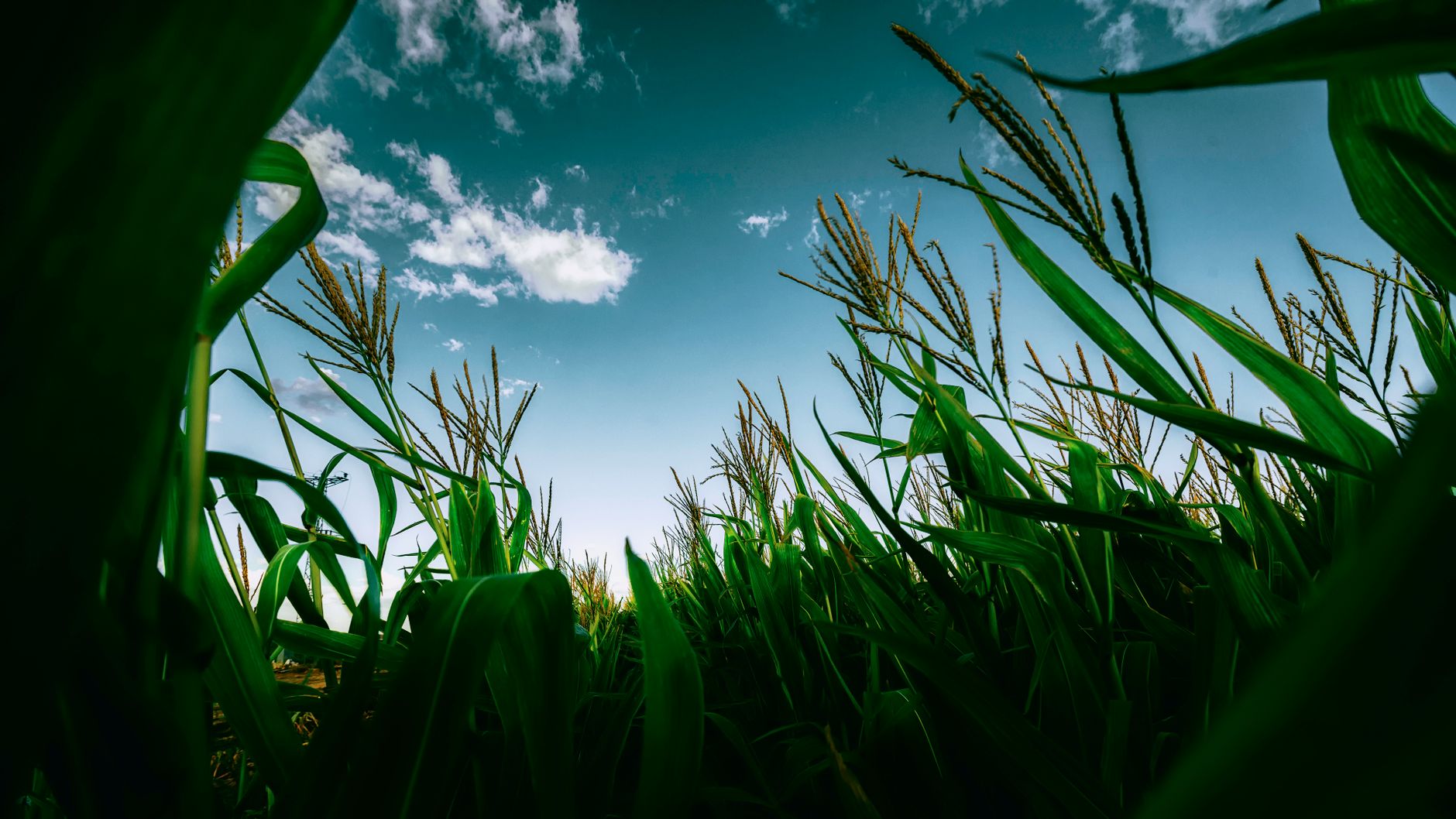 Vibrant cornfield under a clear blue sky captured from a low angle.