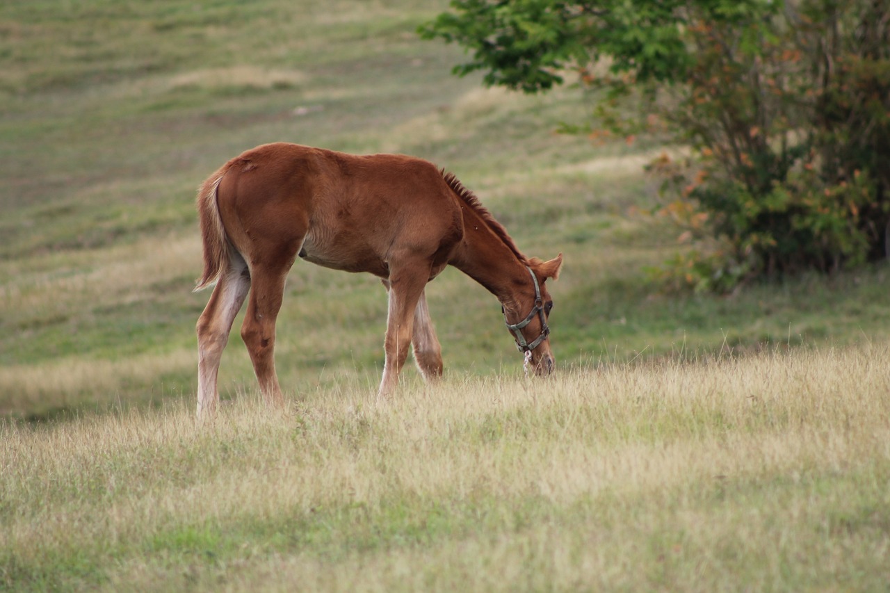 pre, horse, nature, pony, pastures, farm