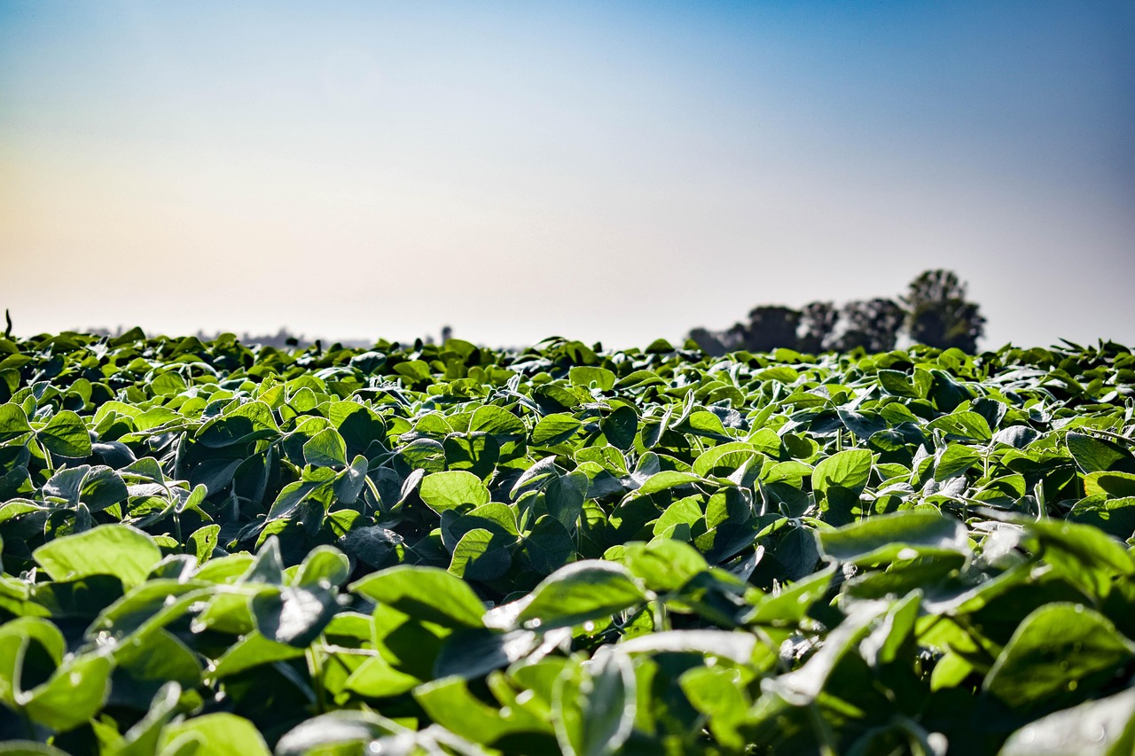 field, plantation, agriculture, leaves, foliage, rural, soy, soybean, crops, farm, plants, agronomy, country, nature, soy, soybean, soybean, soybean, soybean, soybean