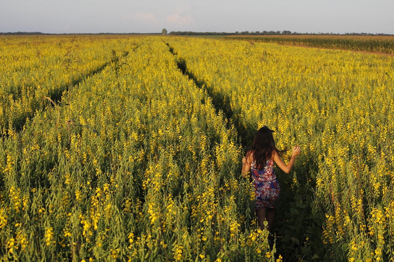 crotalária, field, crop, brazil, farm, mato grosso, girl, walking, nature, mato grosso, mato grosso, mato grosso, mato grosso, mato grosso