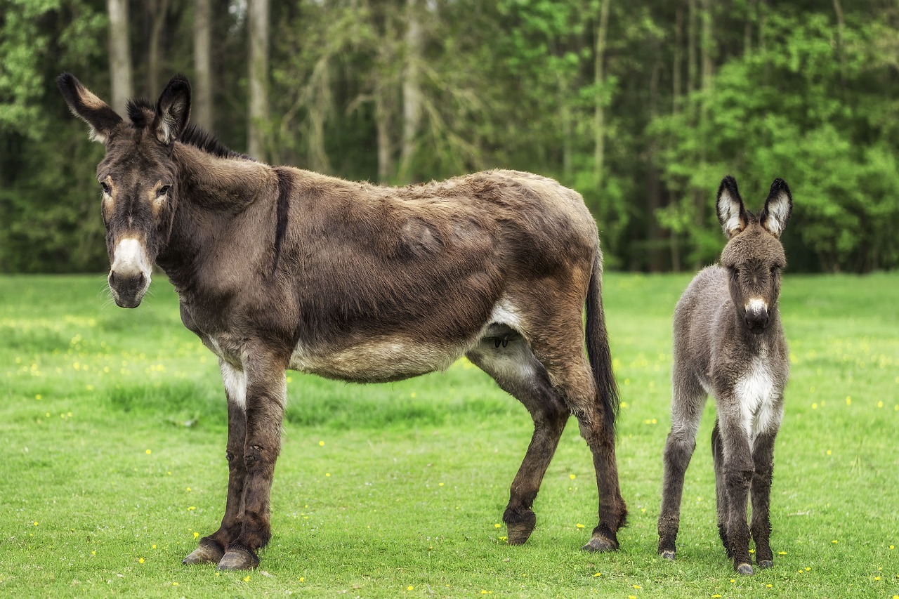 donkey, animals, pasture, grass, nature, field, farm, pre, colt