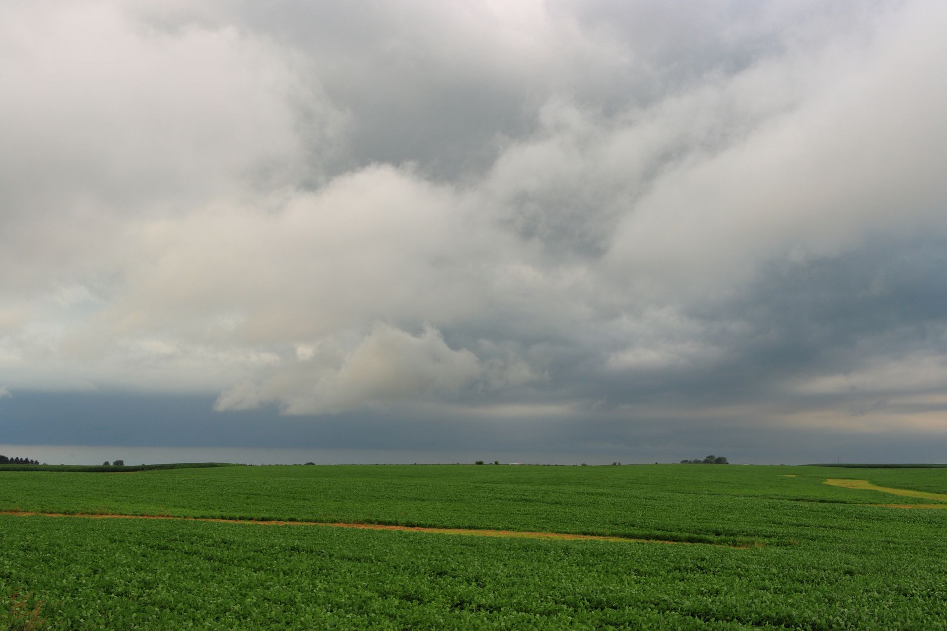 Expansive green cropland under an overcast sky, embodying rural tranquility.