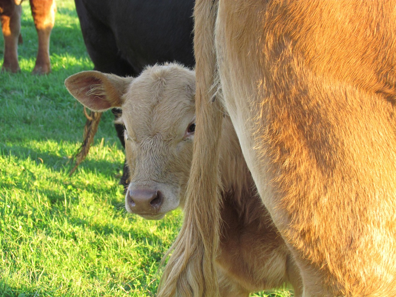 calf, cow, nature, pasture, cattle, animals, farm, breeding, pre, field, agriculture, animal