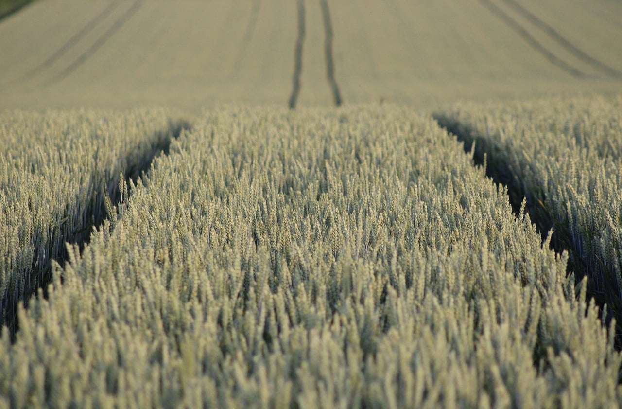 field, free wallpaper, wallpaper hd, beautiful wallpaper, desktop backgrounds, laptop wallpaper, cool backgrounds, hd wallpaper, windows wallpaper, agriculture, mac wallpaper, wallpaper 4k, grain, 4k wallpaper, free background, full hd wallpaper, monoculture, nature, landscape, grain field, 4k wallpaper 1920x1080, background
