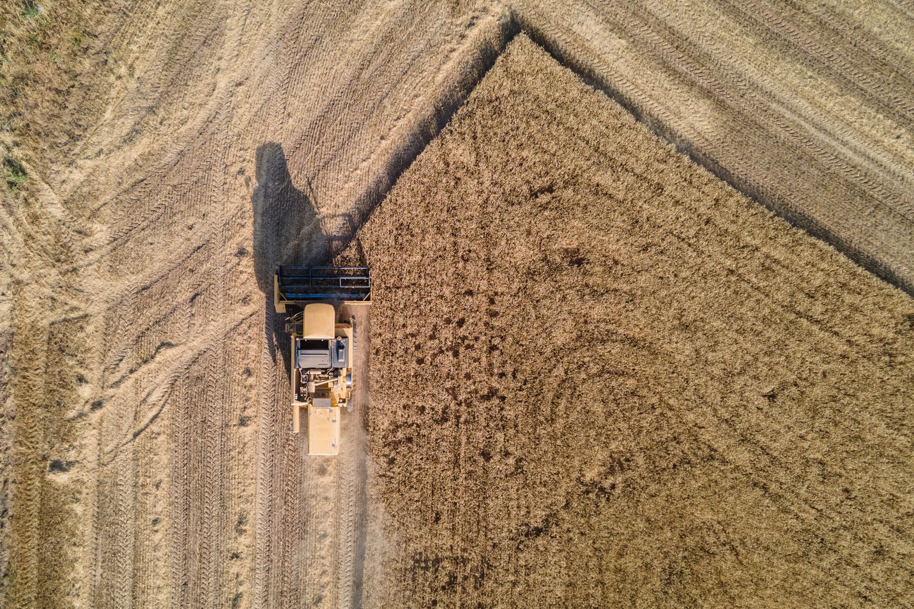 Drone shot capturing a combine harvester working in a golden wheat field during sunny day.