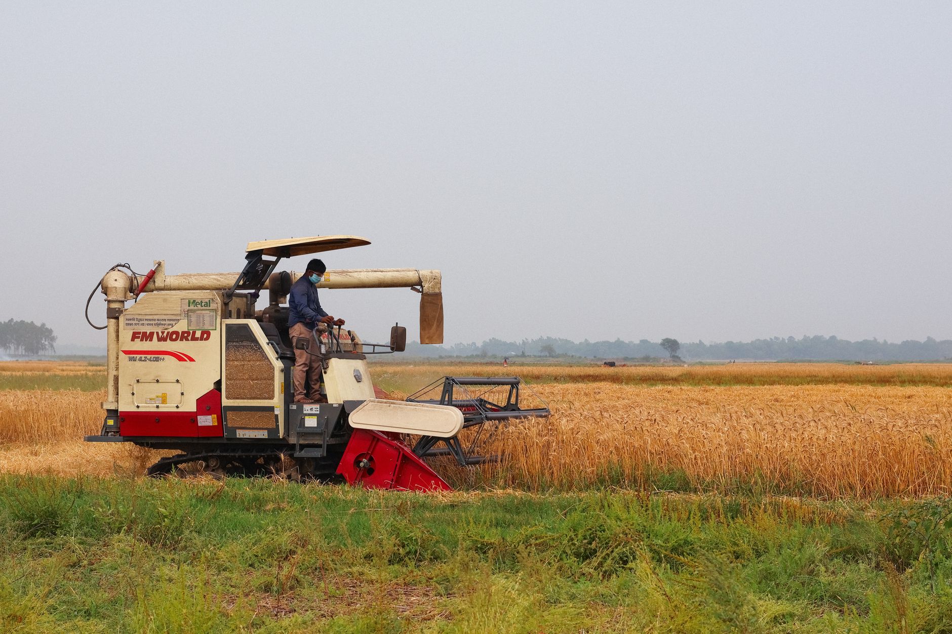 A combine harvester operates in a wheat field in Pabna, Bangladesh, highlighting agricultural practices.