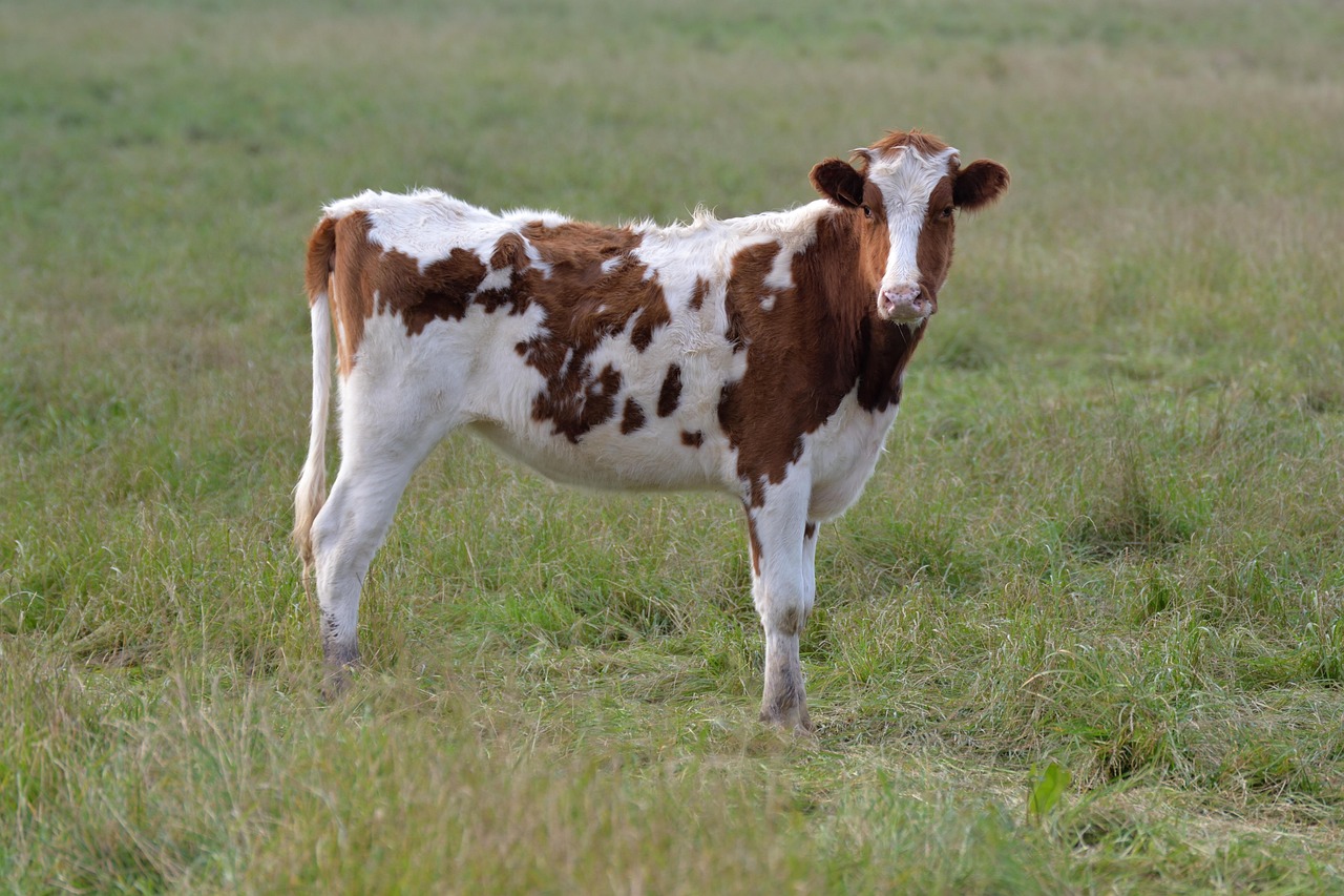 cow, prairie, field, nature, agro-industry, heifer, breeding, agriculture, animal, farm, pre, earth, livestock