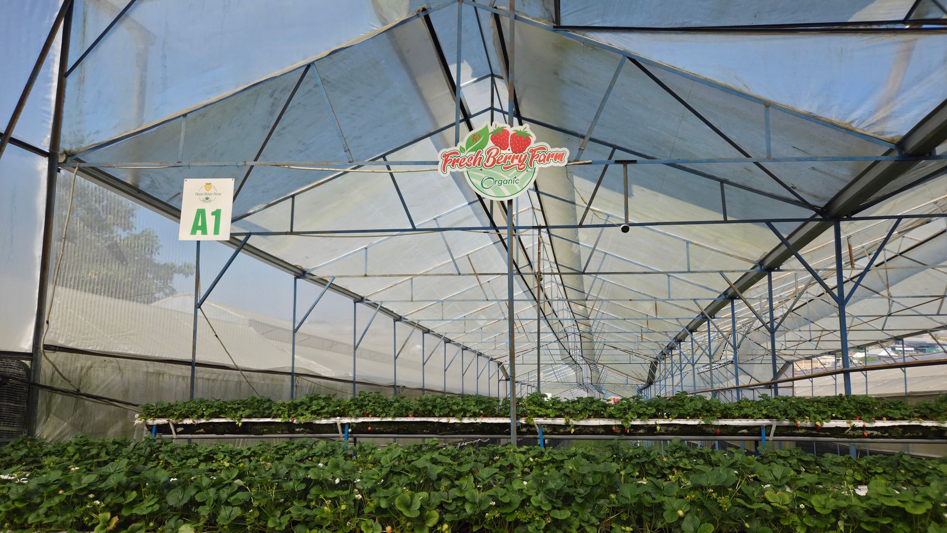Interior view of an organic greenhouse at Fresh Berry Farm cultivating berries indoors.