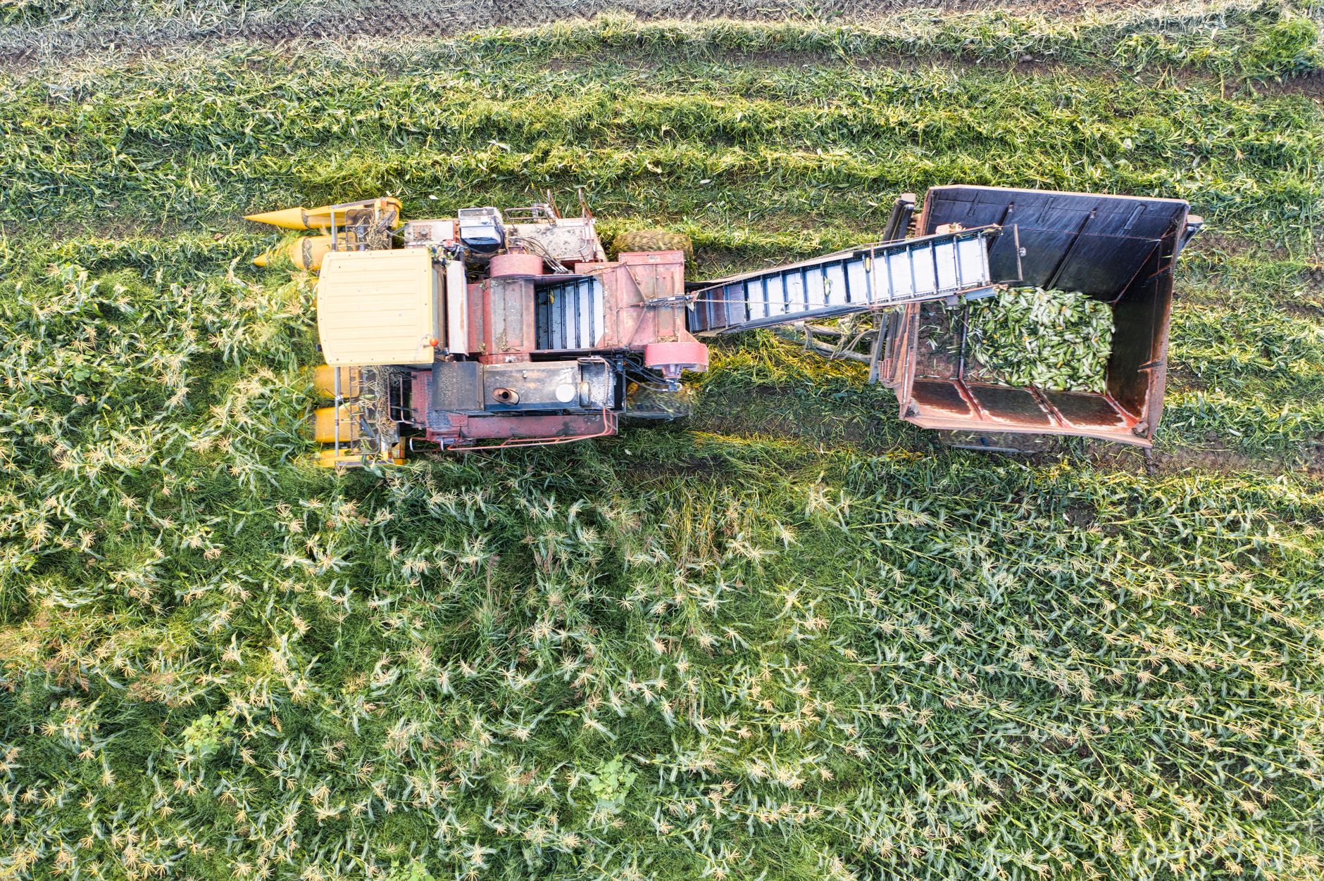 Drone shot capturing a harvester in a lush green cornfield during harvest season.