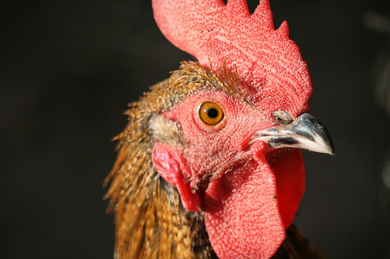 chicken, farm yard, face, comb, free range, poultry, nature, rooster, chicken, chicken, chicken, chicken, chicken, face, face