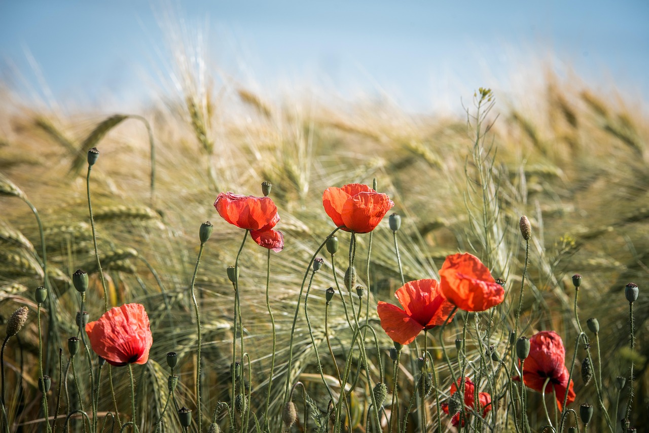 summer, field, nature, grain, landscape, fields, barley, poppies, poppy flowers, plant, cornfield, grain field, agriculture, harvest, food, golden yellow, cornfields, summer, summer, summer, summer, summer, poppies, agriculture, harvest, harvest