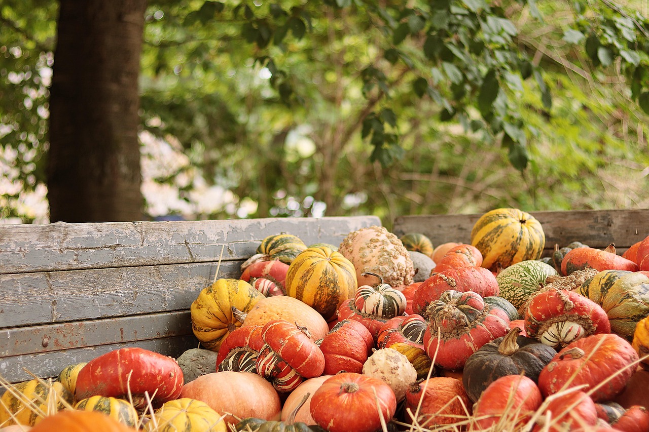 pumpkins, vegetables, harvest, fall, autumn mood, thanksgiving, seasonal, organic, agriculture, fall, thanksgiving, thanksgiving, thanksgiving, thanksgiving, thanksgiving
