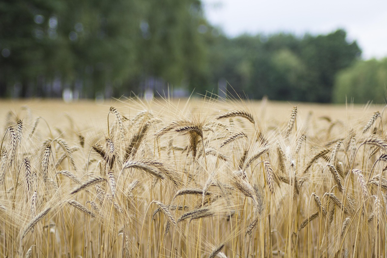 wheat, field, wheat field, barley, crops, wheat crops, arable land, agriculture, farm, farming, cultivation, nature, landscape, rural, countryside, wheat, wheat, wheat, wheat, wheat, wheat field, wheat field, wheat field, crops