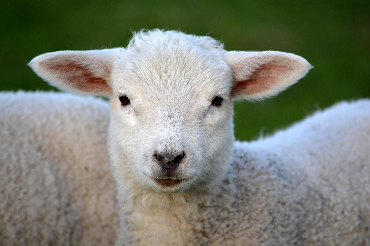lamb, animal, nature, mammal, farm, farm animal, livestock, ruminant mammal, wool, animal world