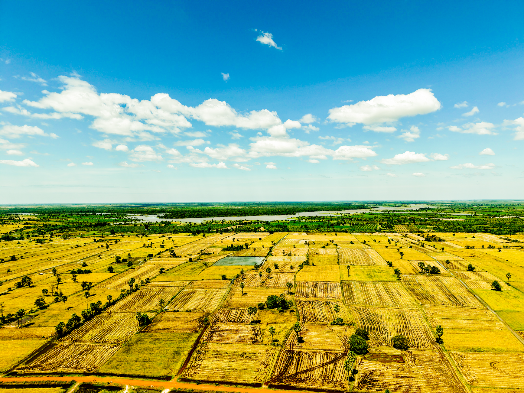 A vibrant aerial view of rice fields in Cambodia during the harvest season under a clear blue sky.