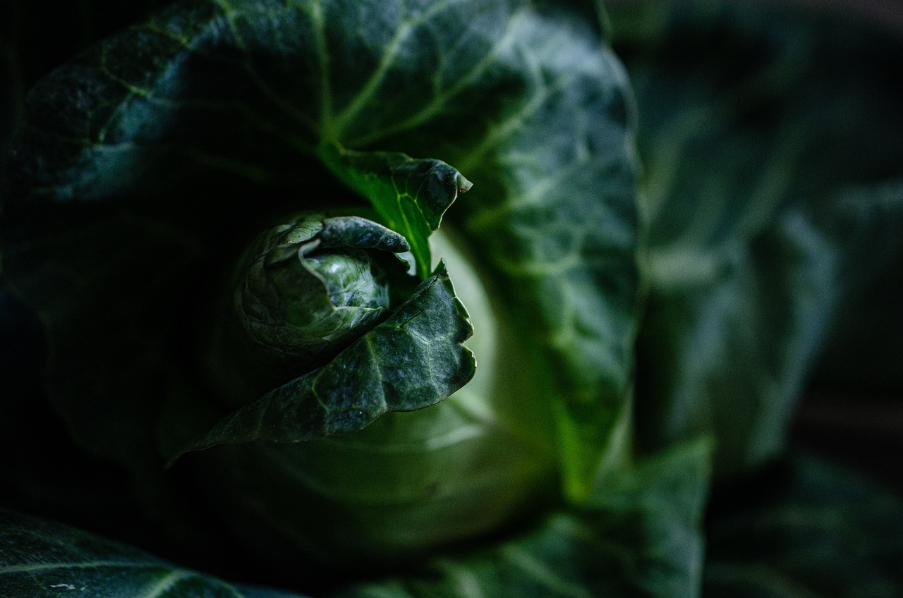 cabbage, vegetable, veggie, farm, nature, grocery, food, healthy, green, fresh, agriculture, leaves, crop, garden, dark