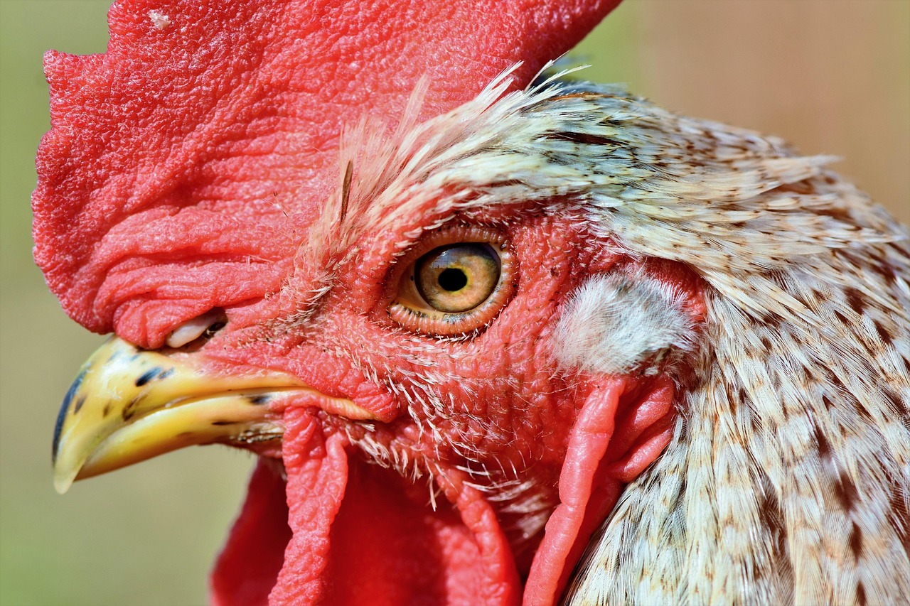 rooster, chicken, poultry, livestock, bird, nature, animal