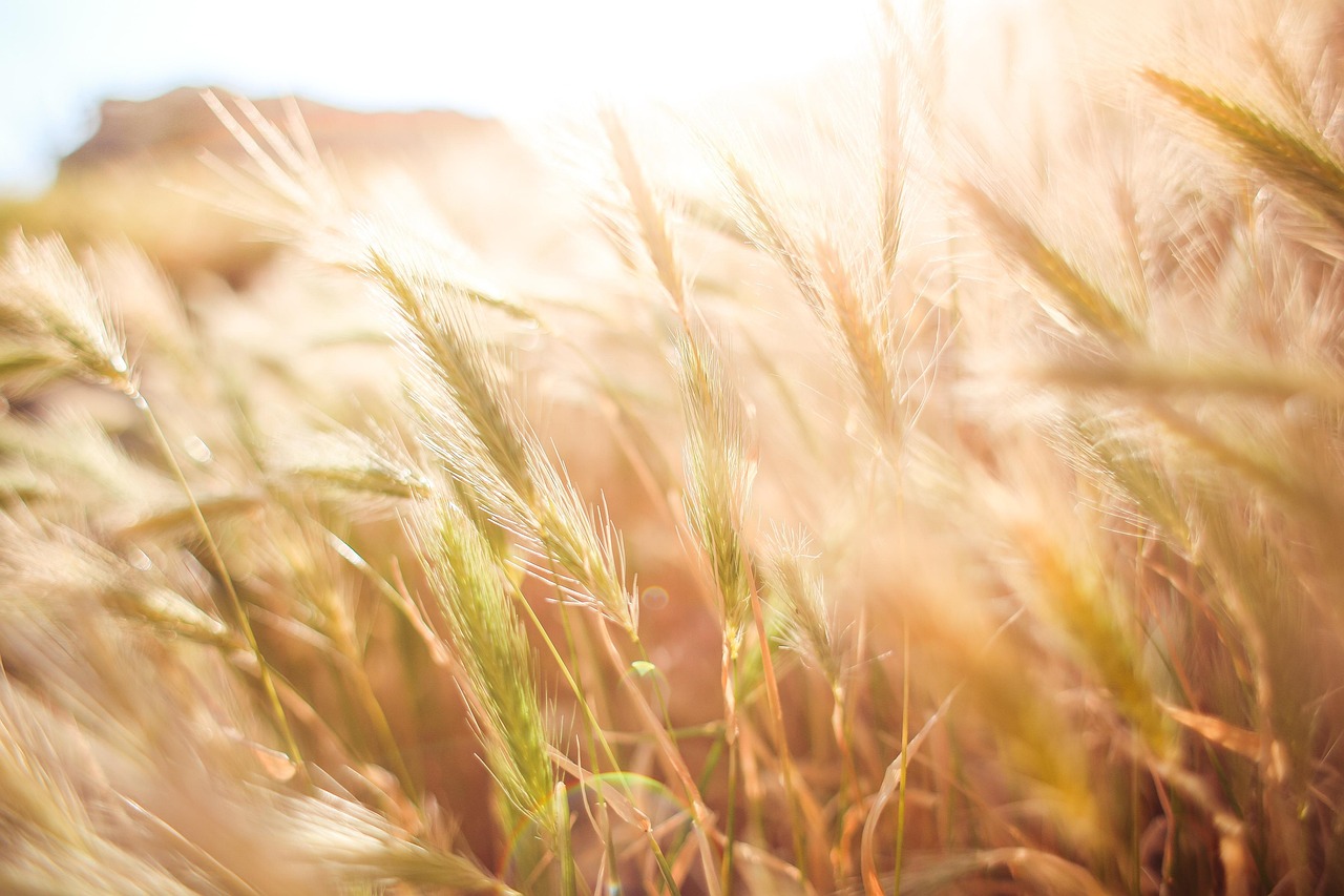 wheat crops, barley, crops, cereals, food, grains, barley field, staple food, carbohydrates, arable, wheat, field, grass, wheat field, arable land, agriculture, farm, farming, cultivation, nature, landscape, rural, countryside, sunny, wheat, wheat, wheat, wheat, wheat, wheat field, agriculture, farm, sunny, sunny