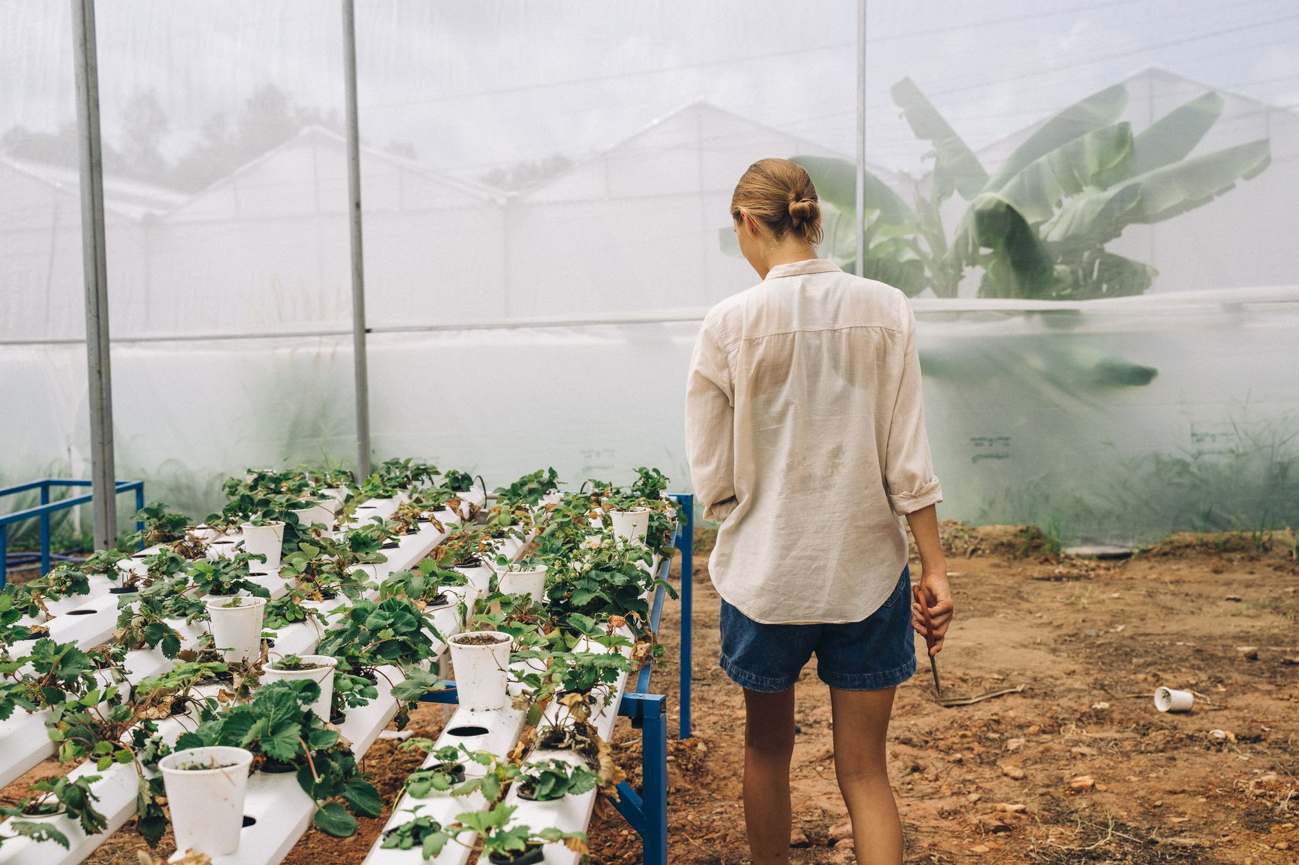 Female gardener in a greenhouse checking hydroponic plants, cultivating modern farming techniques.