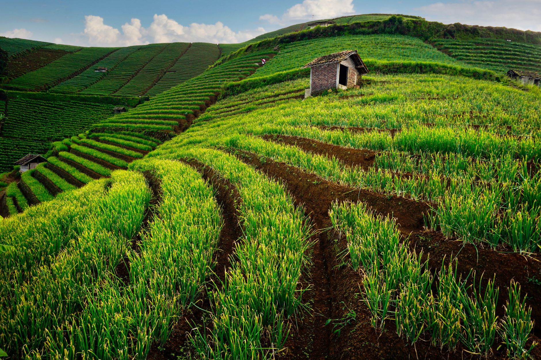 A serene landscape of terraced fields and a small rustic hut under a blue sky.
