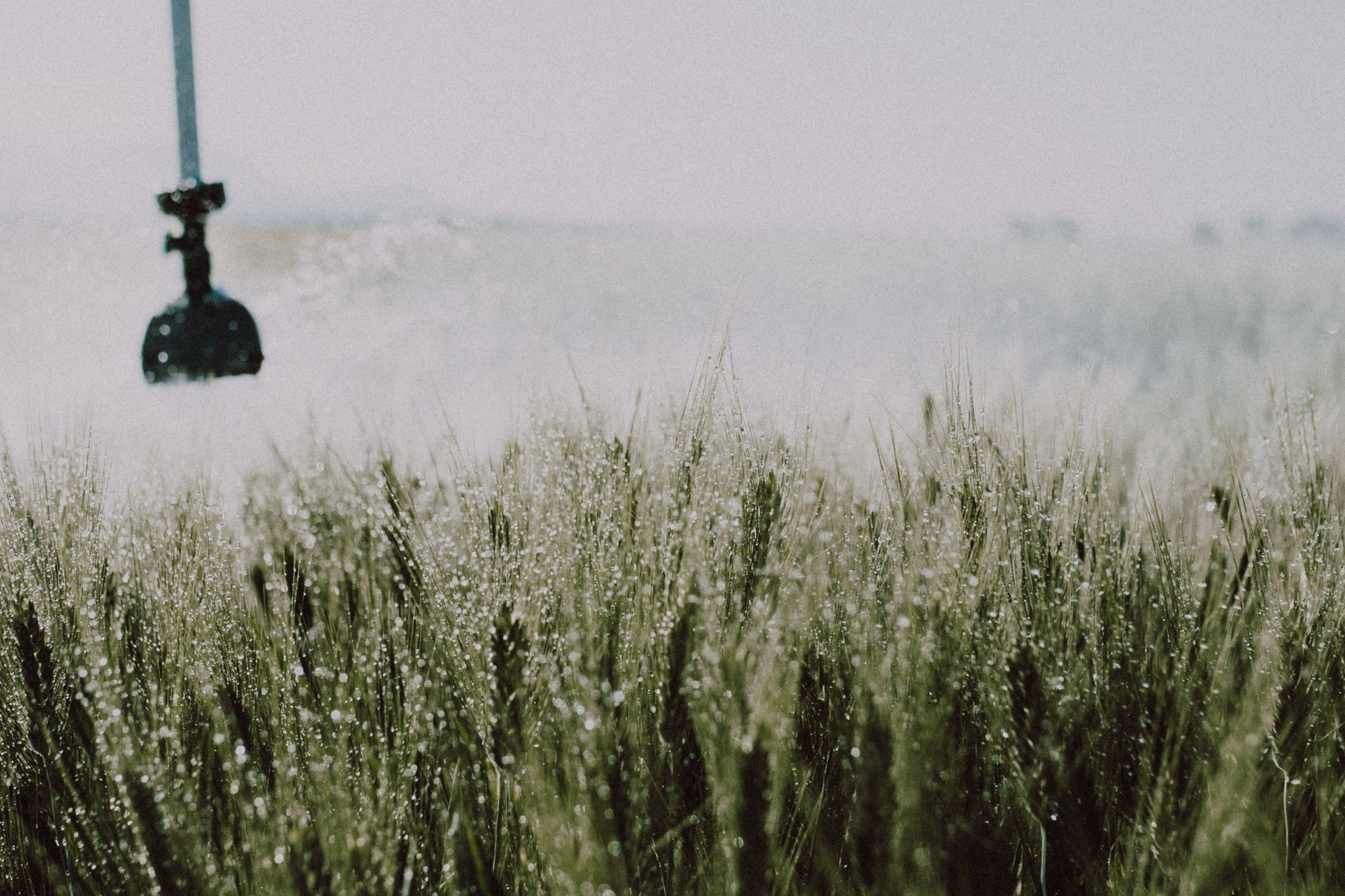 A serene image of a dewy wheat field with irrigation sprinkler in view.