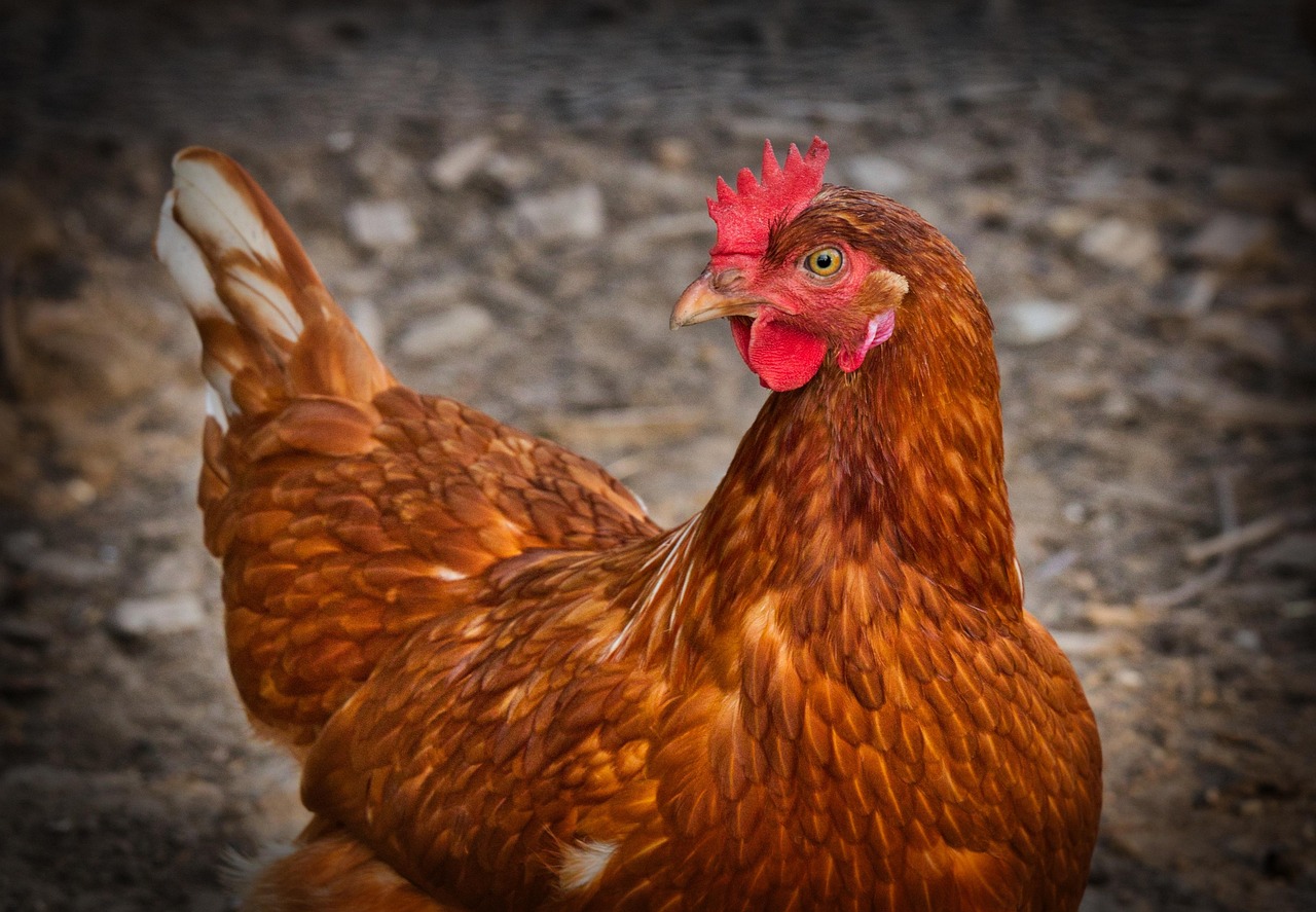 chicken, nature, hen, animal, poultry, farm, agriculture, feathers, plumage, livestock, farm animal