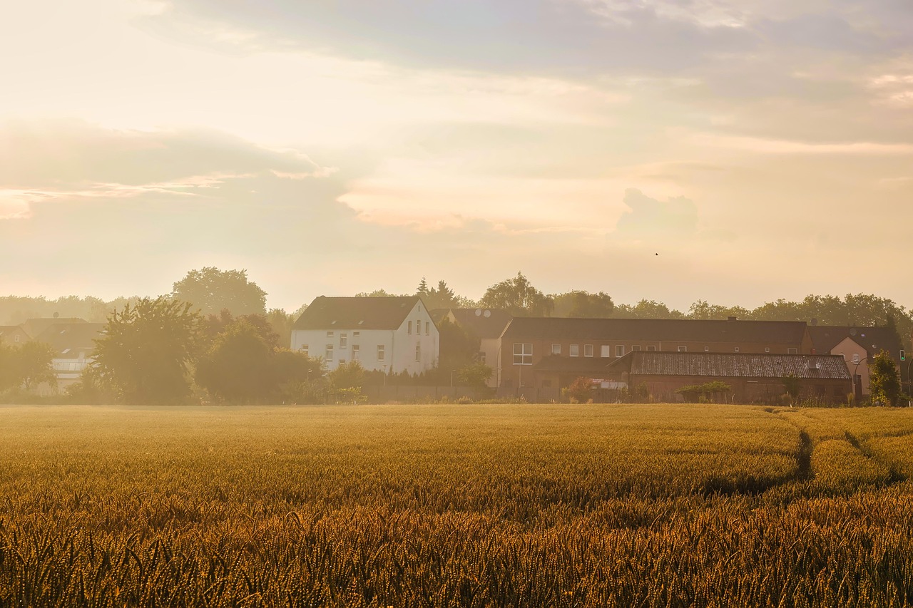 landscape, rural, agriculture, field, wheat field, nature, grain, wheat, cultivation, farm yard, village, fog, sunset, grain field, cornfield, eve, building, houses, after the rain, wet, drops, evening atmosphere