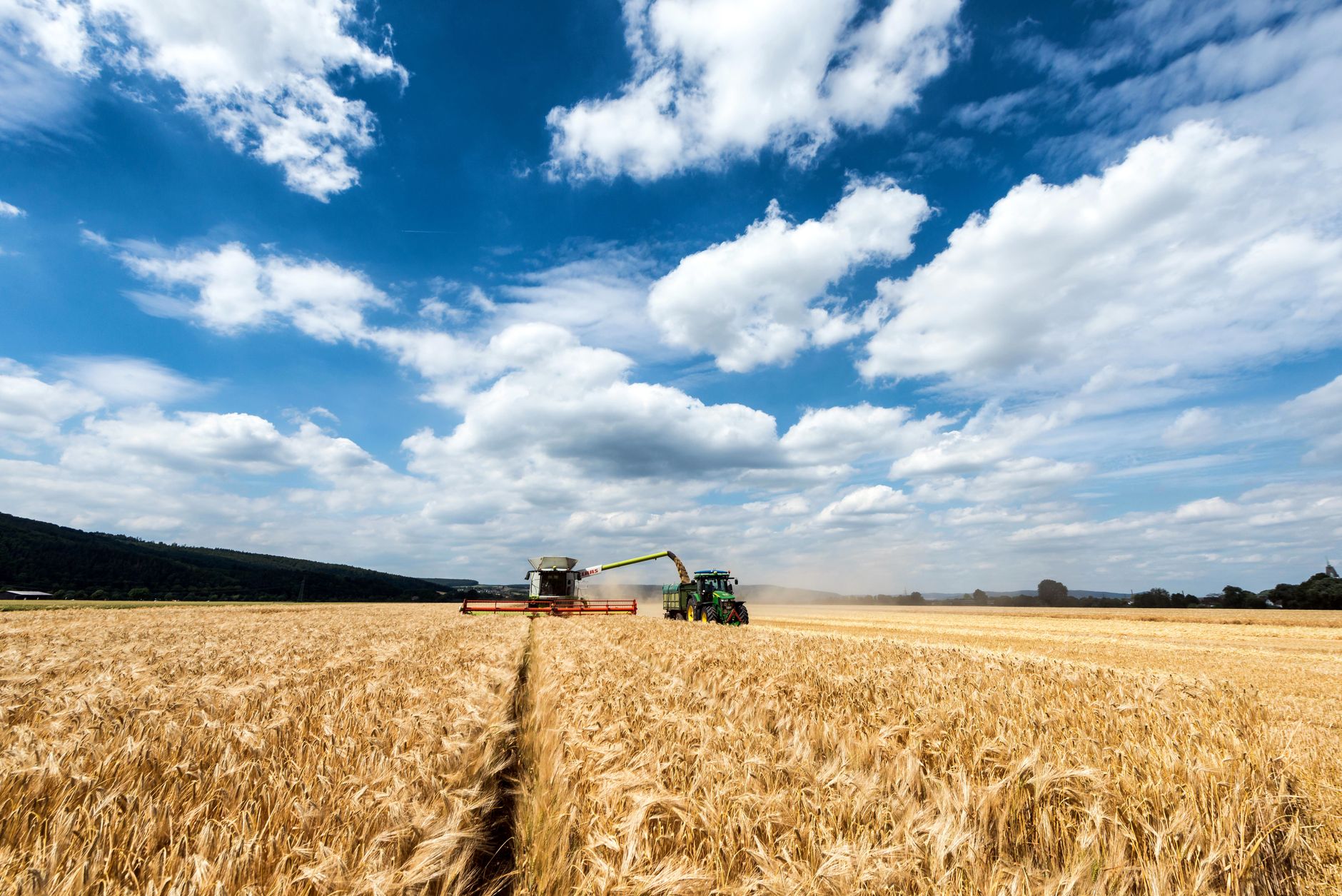 A combine harvester working in a golden wheat field under a vivid blue sky during summer.