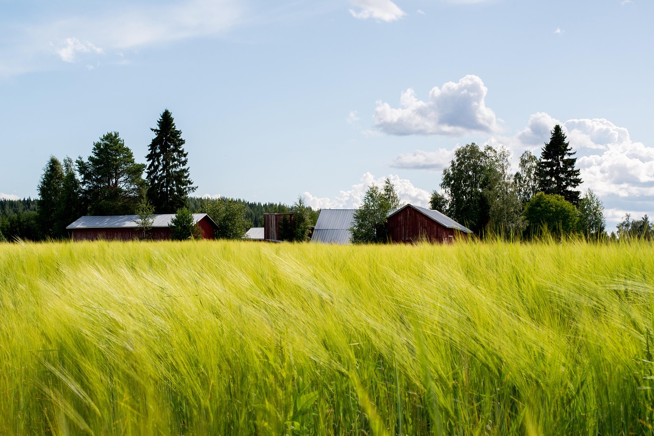 field, grain, agriculture, cultivation, crop, plant, farm, farmland, nature, farmhouse, barn, clouds, three, barley, finland, crop, crop, crop, farm, farm, farm, farm, farm, farmland, finland, finland