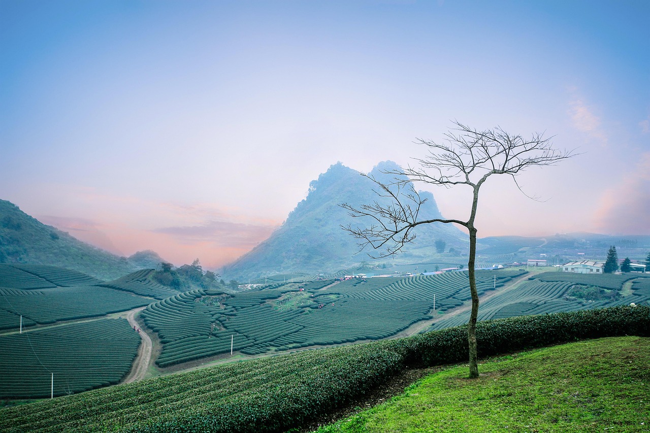 Plantação de soja em Minas Gerais, Brasil
