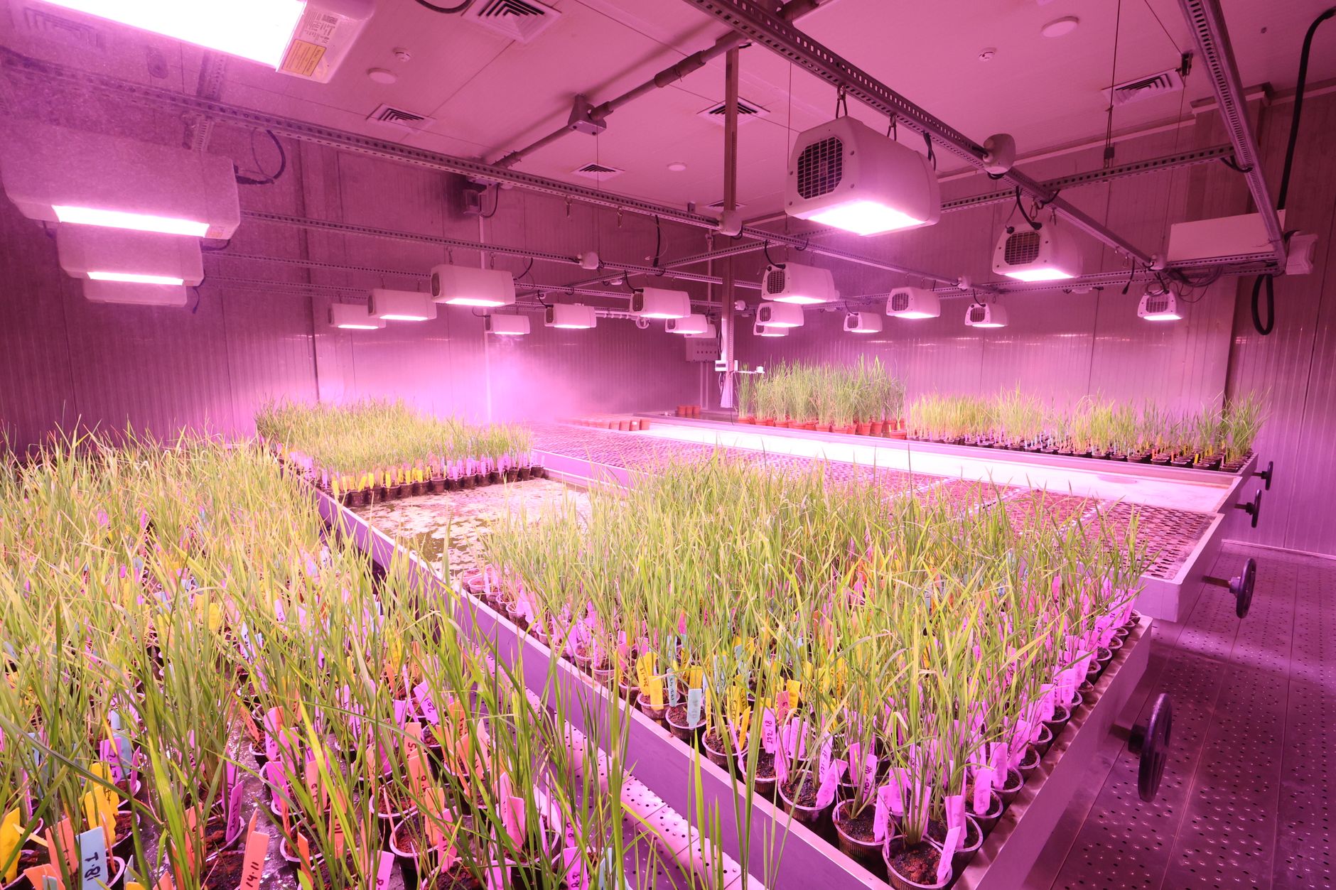 Controle de qualidade do sorgo em laboratório credenciado